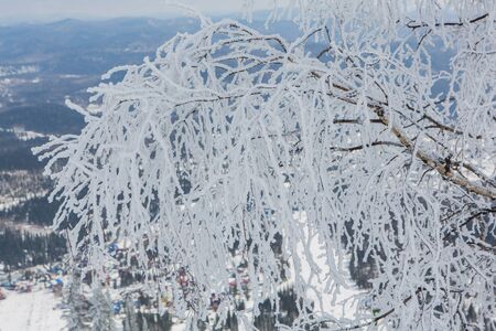 Birch branches covered with white snow and ice.の写真素材