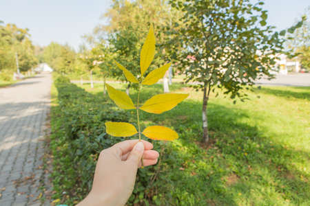 Yellow autumn leaf in woman's hand in parkの写真素材