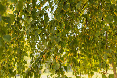 Atumn leaves of birch on a slow wind.の写真素材