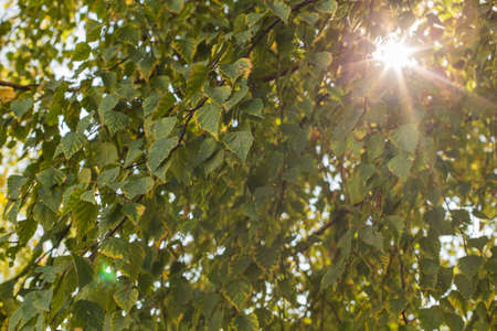 Atumn leaves of birch on a slow wind.の写真素材