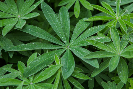 Flower plant with green leaves with transparent drops of dew on a grass backgroundの写真素材