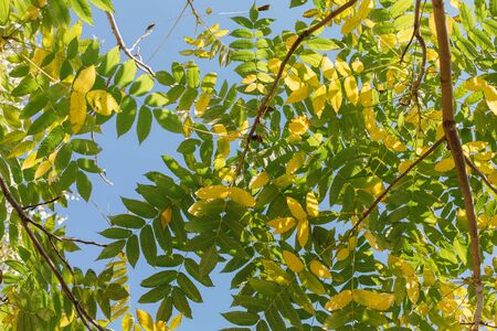 Autumn yellow and green leaves on the tree on the sky background.