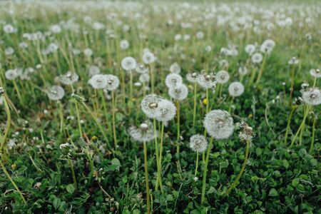 Air dandelions on a green field. Spring backgroundの写真素材