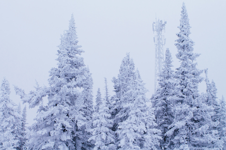 Cold and snowy winter forest in mountainsの写真素材