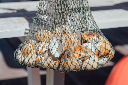 Many seashells in fishing net on the beach.