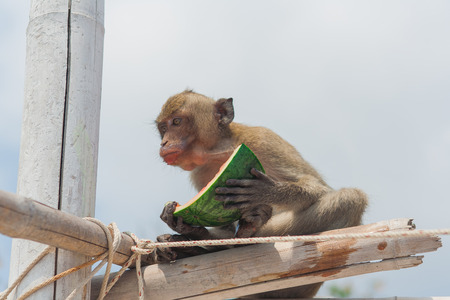 Small monkey eats watermelon on the beach.の写真素材