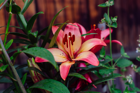 Llies in the garden.の写真素材
