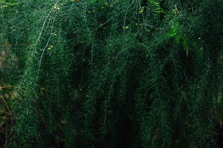 Asparagus branches backgroundの写真素材