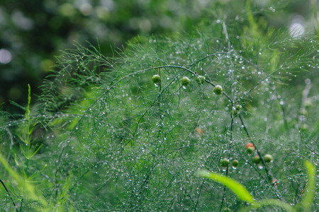 Asparagus branches background