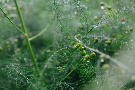 Asparagus branches background with water drops after rainの写真素材