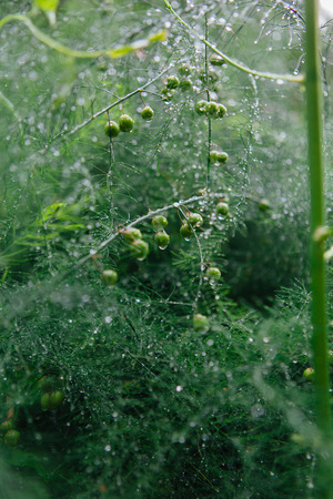 Asparagus branches background with water drops after rainの写真素材