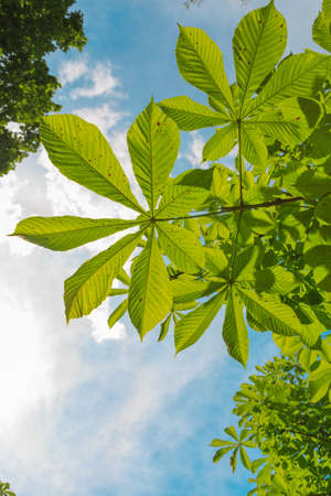 Big green leaves on the tree on the blue sky background on sunny day.の写真素材
