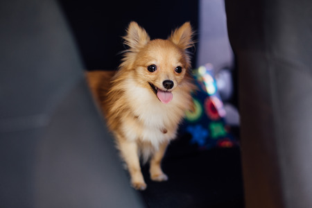 Portrait of a cute spitz-dog on the street on the back car seatの写真素材
