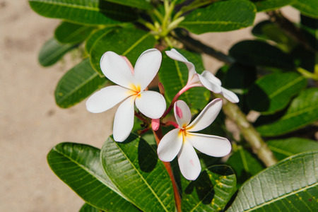 Beautiful white Plumeria flowers on a bushの写真素材