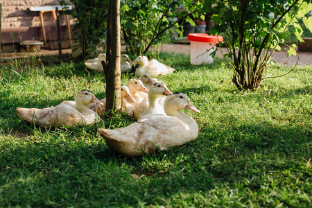 White domestic ducks resting in the gardenの写真素材