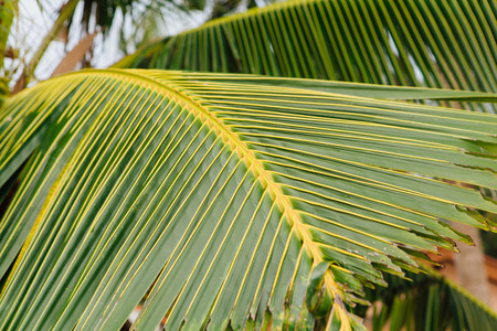 Close up green palm leaf at the morning sunの写真素材