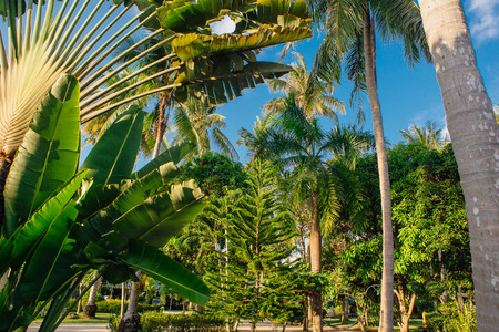 Ravenala palm called also travelers tree, the symbol of Madagascar.