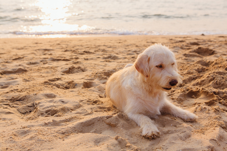 Cute dog relaxing on the sandy beach during sunsetの写真素材