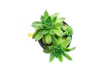 Succulentus in the tea cup on the white backgroundの写真素材