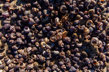 Two golden wedding rings on the sea snails shells backgroundの写真素材
