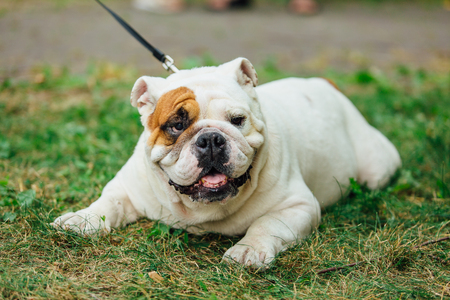 White with orange spot english bulldog lays on the grass in a parkの写真素材