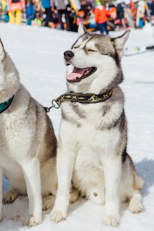 Siberian Husky dogs looks around on the mountain ski snowy slope.の写真素材