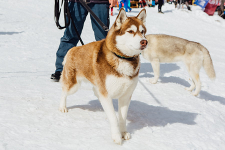 Siberian Husky dogs looks around on the mountain ski snowy slope.の写真素材