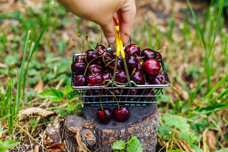 Hand holding mini shopping basket full of fresh red ripe cherries on the green grass