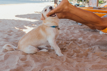 Cute white dog playing with legs of a man laying on the sunbed. Dog trying to bite the feet of a man on the sandy beachの写真素材