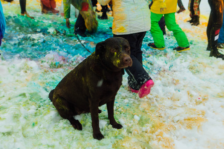 Big black dog covered in colorful Holi powder sitting on snowの写真素材