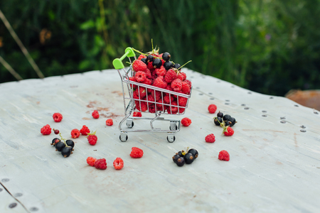 shopping basket full of fresh red ripe raspberry and blackberry on old grey vintage background in garden. Copy spaceの写真素材