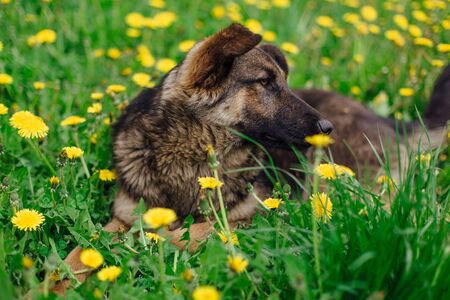 Young homeless sad shepherd is lying in a field of yellow dandeionsの写真素材