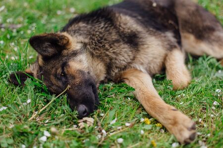Young homeless sad shepherd is lying on the grass among apple tree flower's white petalsの写真素材