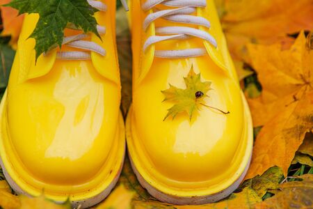 Yellow rubber boots and yellow maple leaves on a wet grass. Autumn season concept. Maple leaf on the rubber shoe with ladybird on it.の写真素材