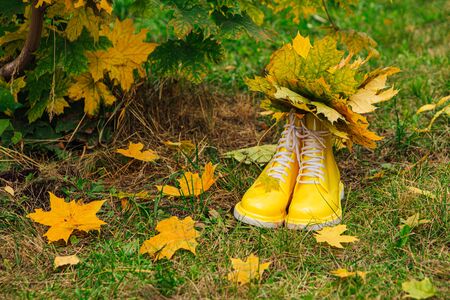 Yellow rubber boots on the grass with bouquete of yellow maple leaves inside. Autumn season concept.の写真素材