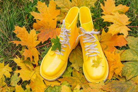 Yellow rubber boots and yellow maple leaves on a wet grass. Autumn season concept. Maple leaf on the rubber shoe.の写真素材