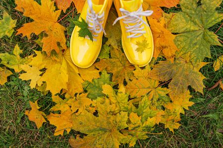 Yellow rubber boots and yellow maple leaves on a wet grass. Autumn season concept. Maple leaf on the rubber shoe.の写真素材