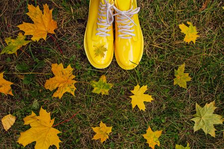 Yellow rubber boots and yellow maple leaves on a wet grass. Autumn season concept. Maple leaf on the...