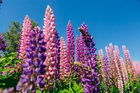 Blooming Lupine flowers - Lupinus polyphyllus - garden or fodder plant. Lupine on sky background.の写真素材