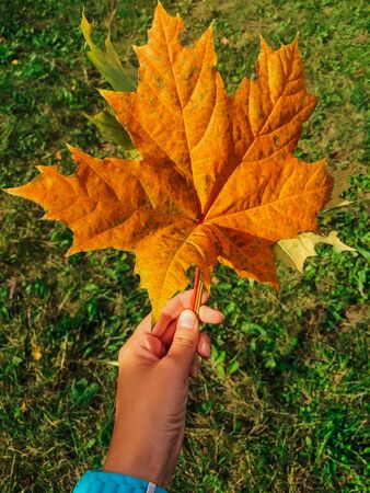 Big orange maple leaf in woman's hand on the green grass backgroundの写真素材