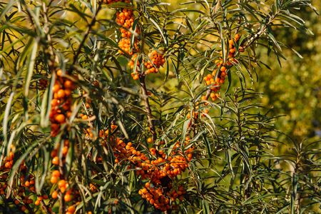 Branch with fresh ornge berries of sea buckthorn and green leaves close up