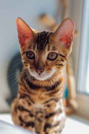 Cute curious bengal kitty cat laying next to the window at homeの写真素材