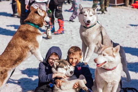 Sheregesh, Kemerovo region, Russia - April 13, 2019: Siberian Husky dogs looks around on the mountain ski snowy slope and contacting with children.のeditorial素材