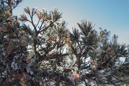 Close up pine tree branches covered with white snow and ice.