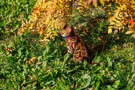 Cute little bengal kitty cat walking outdoors close to the autumn yellow rowan tree with berries.の写真素材