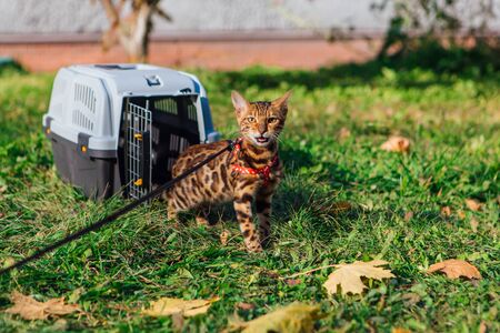 Cute little bengal kitty cat sitting in a pet carrier oudoors, going to walk outsideの写真素材