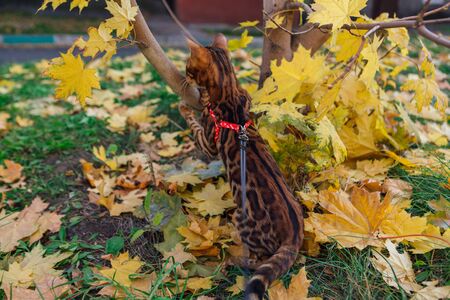Cute little bengal kitty walking on the fallen yellow maple leaves. Pussycat walking with breast-band outdoors.の写真素材