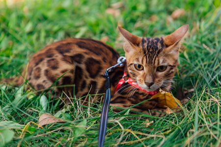 Cute little bengal kitty walking on the grass outdoors with breast-bandの写真素材