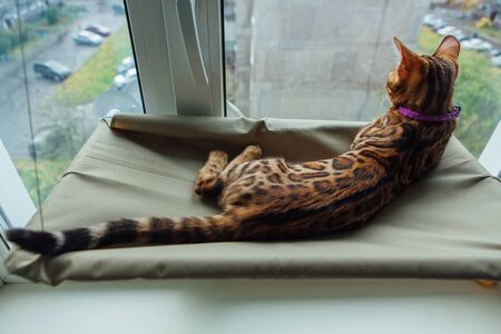 Cute little bengal kitty cat laying on the cat's window bed watching on the street. Sunny seat for cat on the window.の写真素材
