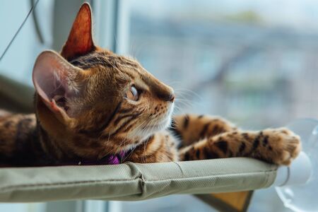 Cute little bengal kitty cat laying on the cat's window bed watching on the street. Sunny seat for cat on the window.の写真素材